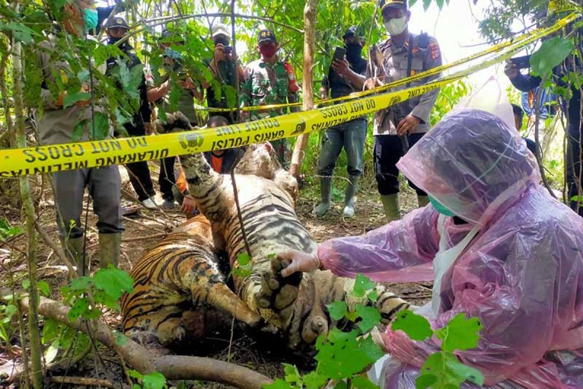 Polisi periksa 12 orang saksi terkait kematian tiga harimau