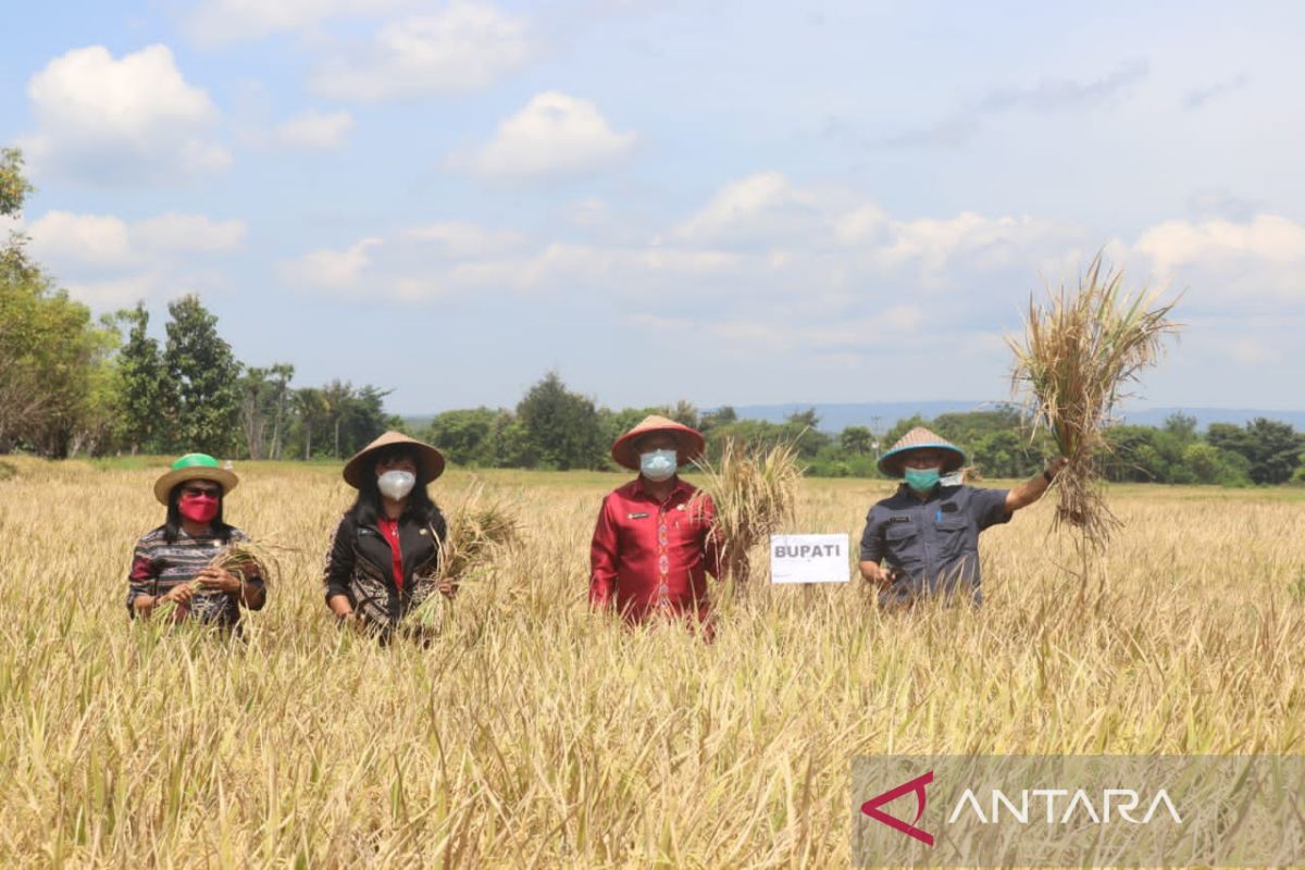 Pemkab Kupang ajak petani bangun sektor pertanian