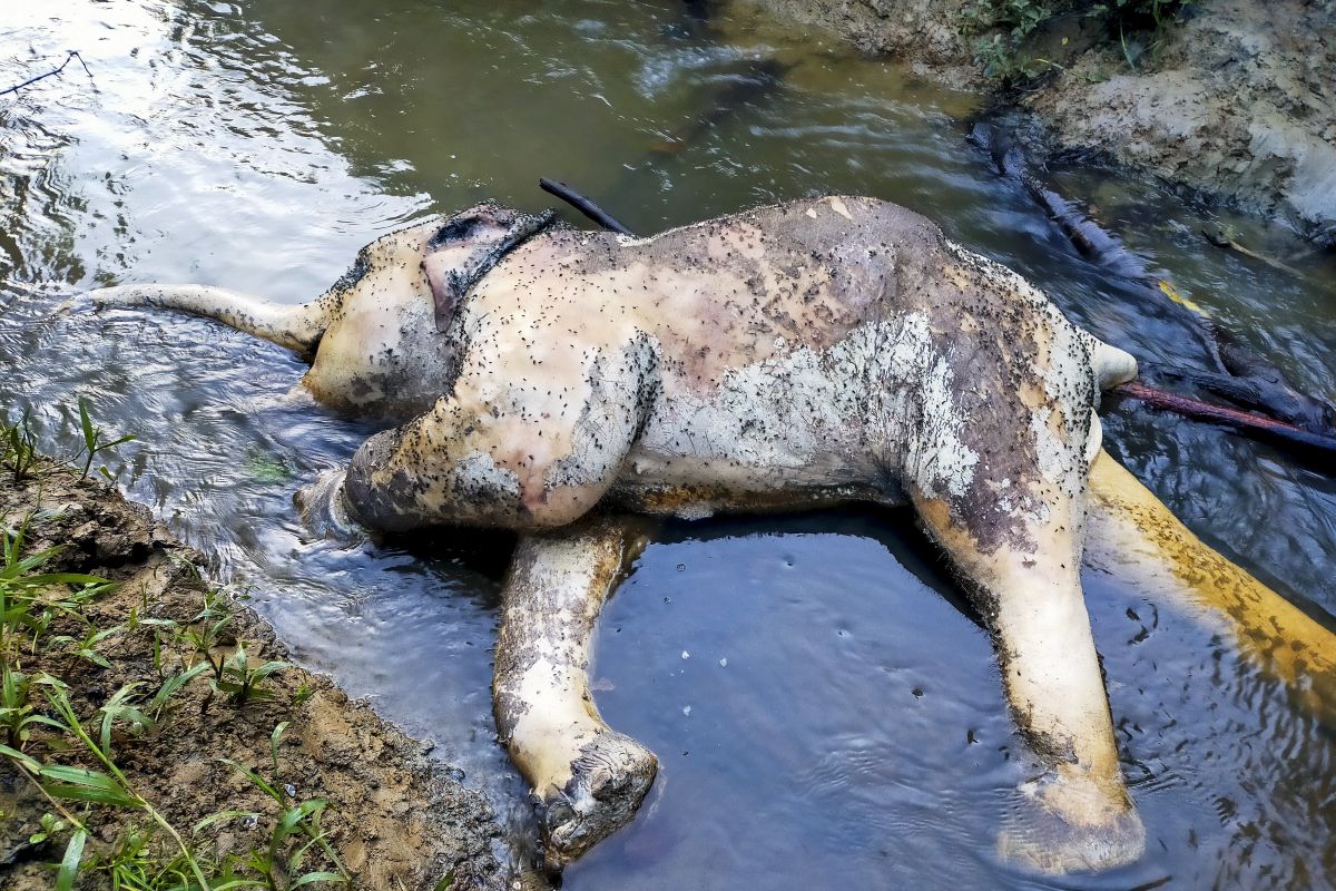 Polisi selidiki pembunuh gajah latih di Riau