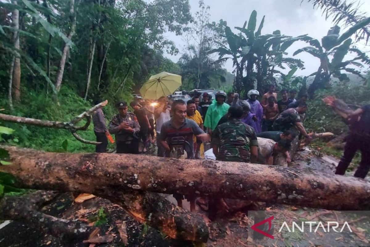 Jalan Curup-Lubuklinggau macet akibat pohon tumbang