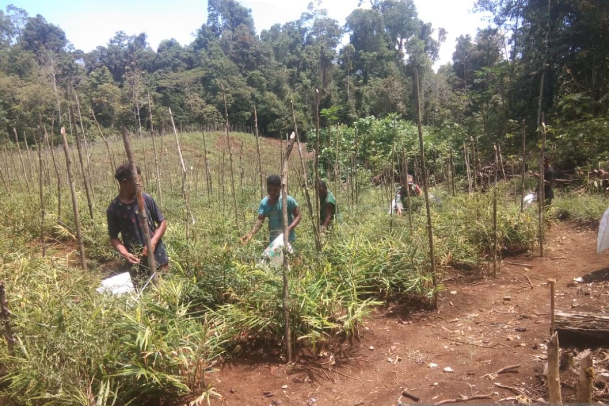 Babinsa Koramil Biak Barat membantu warga panen cabai