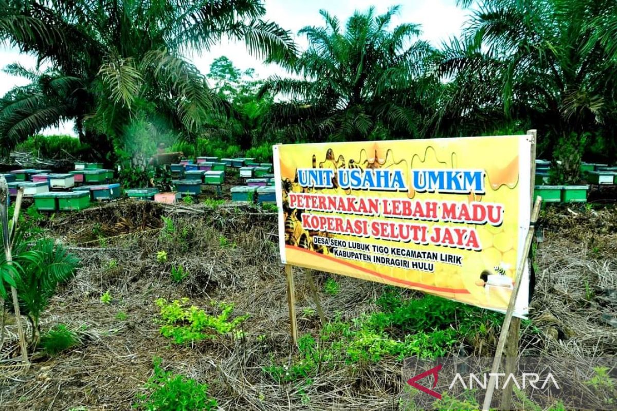 Panen perdana 300 kilogram lebah madu, hasilnya bantu ekonomi anggota