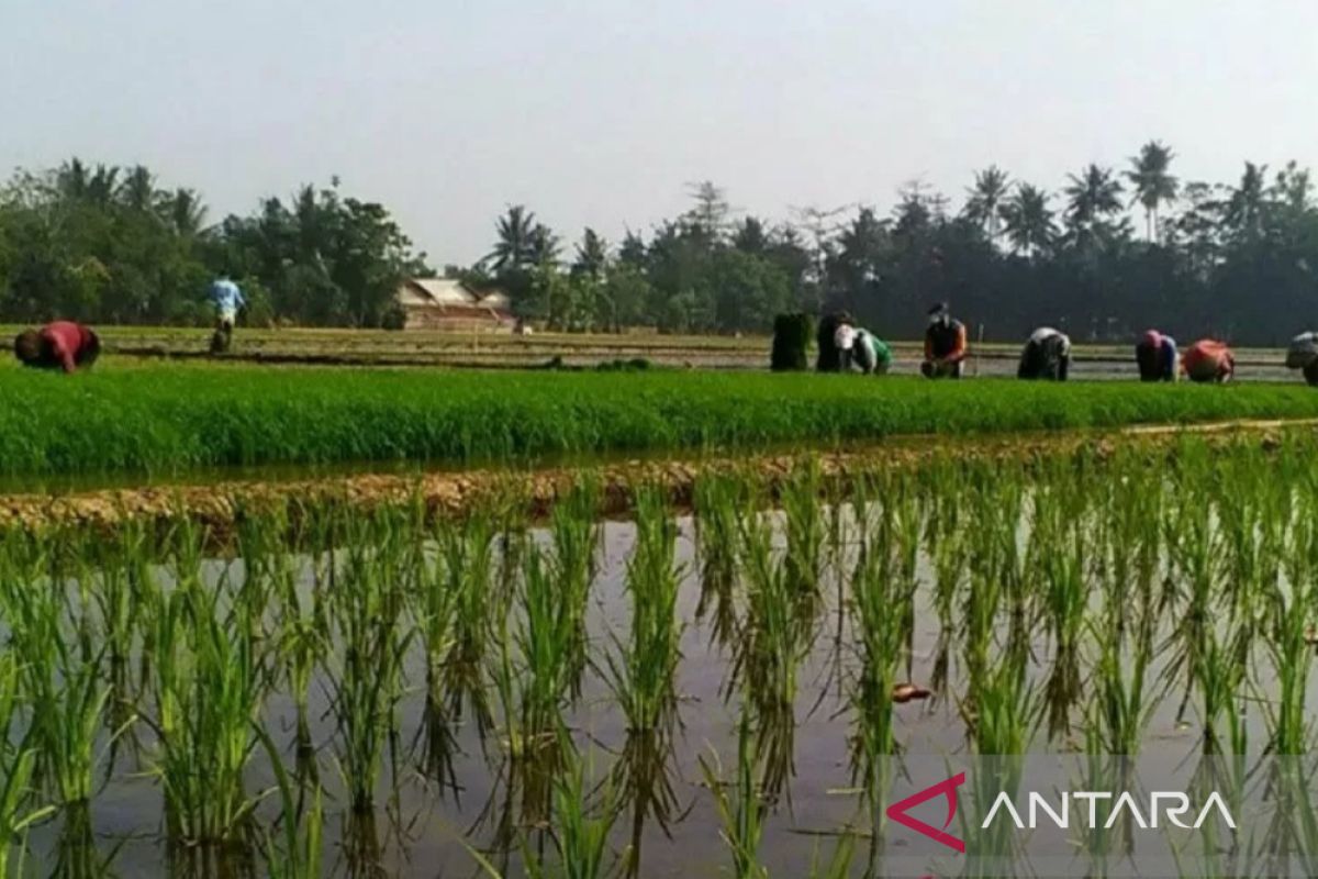 Daya beli petani Sulut menguat