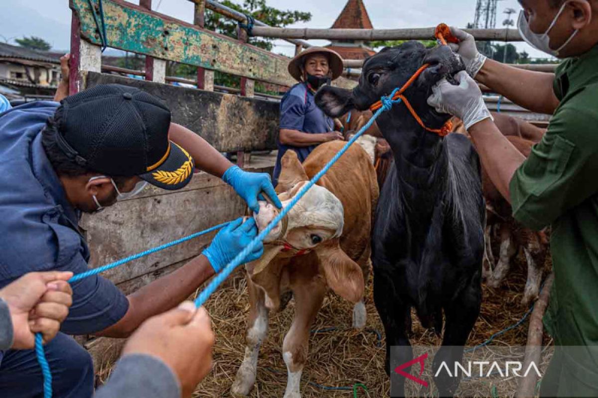 Legislator Jateng ingatkan sinergi para antisipasi wabah PMK