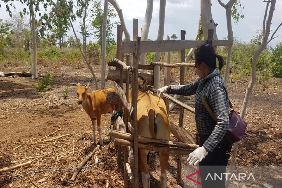 Kupang perketat pengawasan  ternak cegah penularan PMK