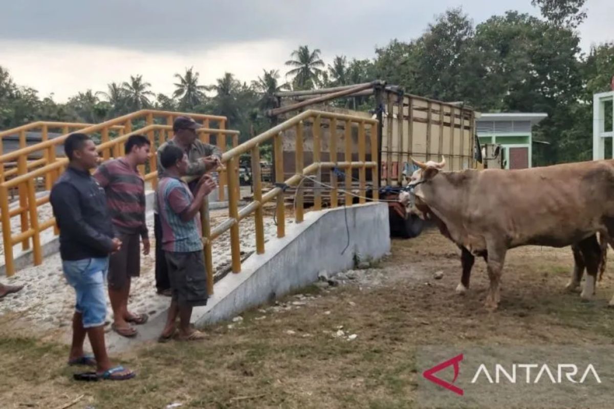 DPKP memastikan belum ada tambahan kasus ternak terjangkit PMK di DIY