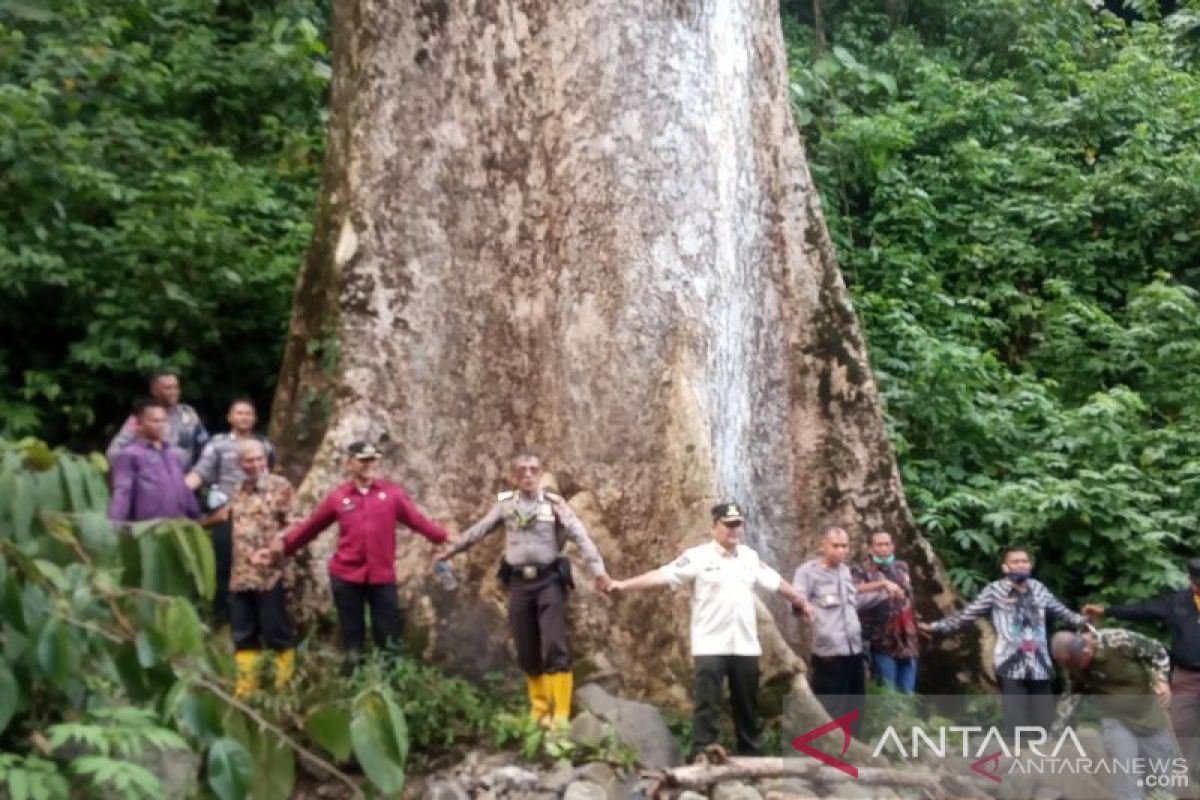 Pohon terbesar di dunia itu tumbuh di  Agam