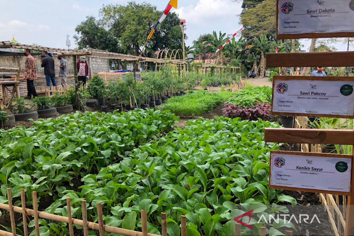 Yogyakarta mengkaji usulan pengadaan lahan pertanian di luar kota