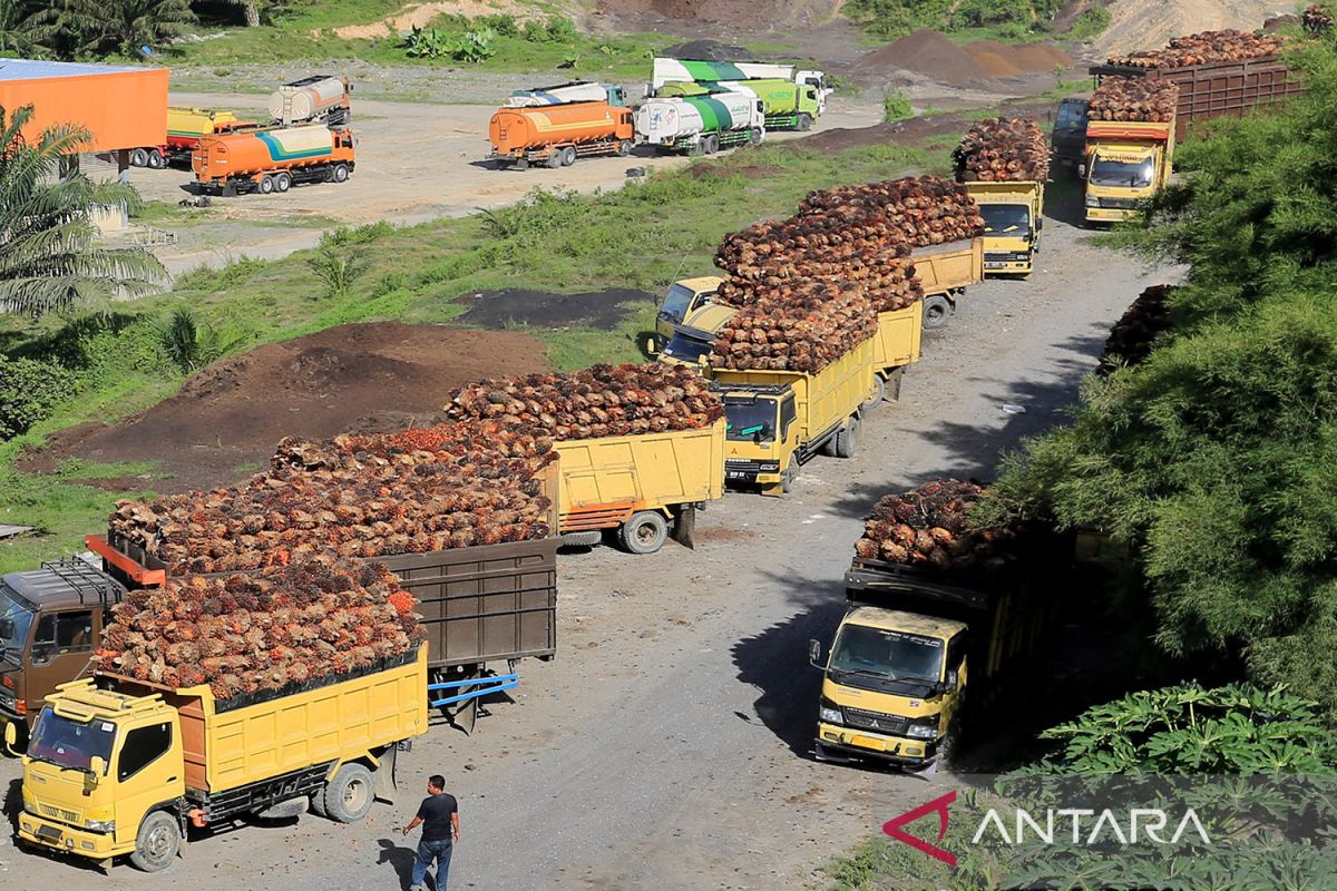 Pengaturan harga CPO sebaiknya tidak dilepas ke mekanisme pasar