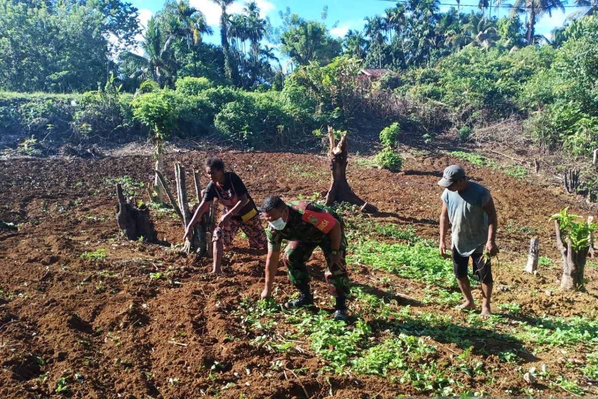 Babinsa Biak Utara dampingi warga cara membajak lahan yang benar