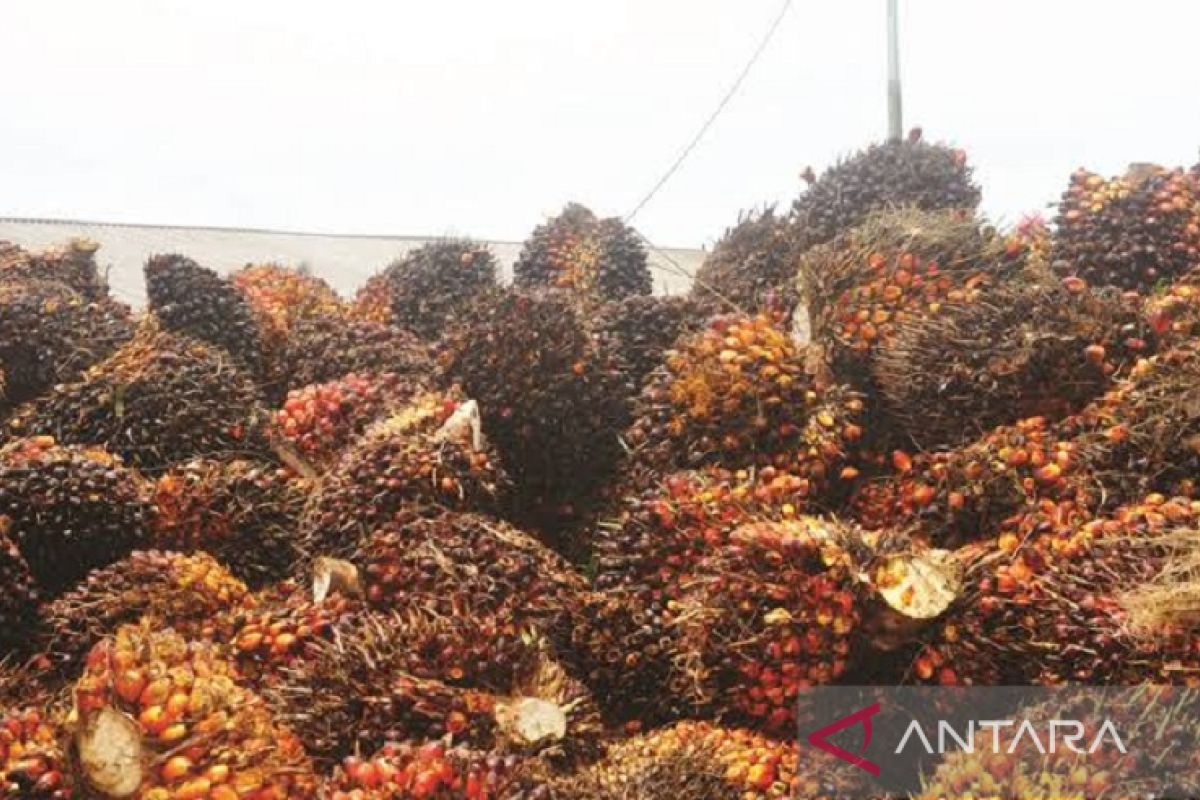 Harga CPO Jambi naik Rp824/Kg