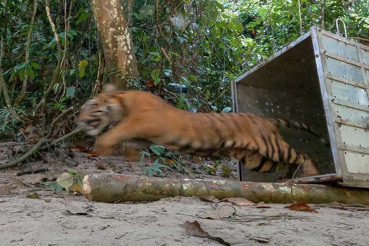 Petani diserang harimau saat panen cabai, panjat pohon selamatkan diri