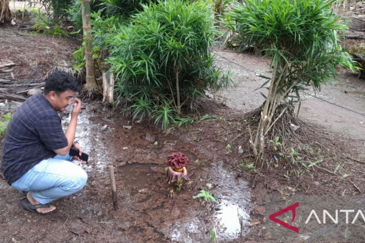 Bunga Rafflesia tumbuh di perkarangan rumah warga Pesisir Tanjabbar Jambi