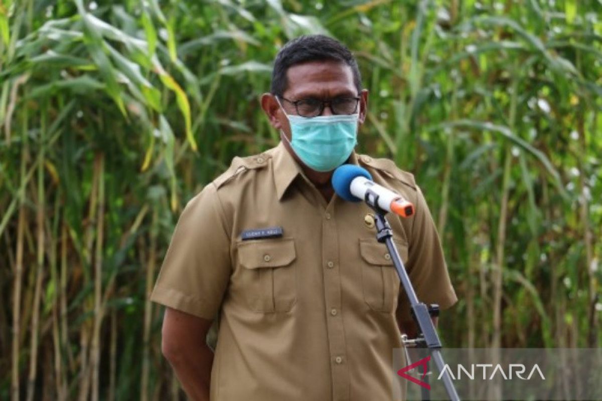 Pemprov : Pengembangan jagung di Malaka capai 1.200 hektare