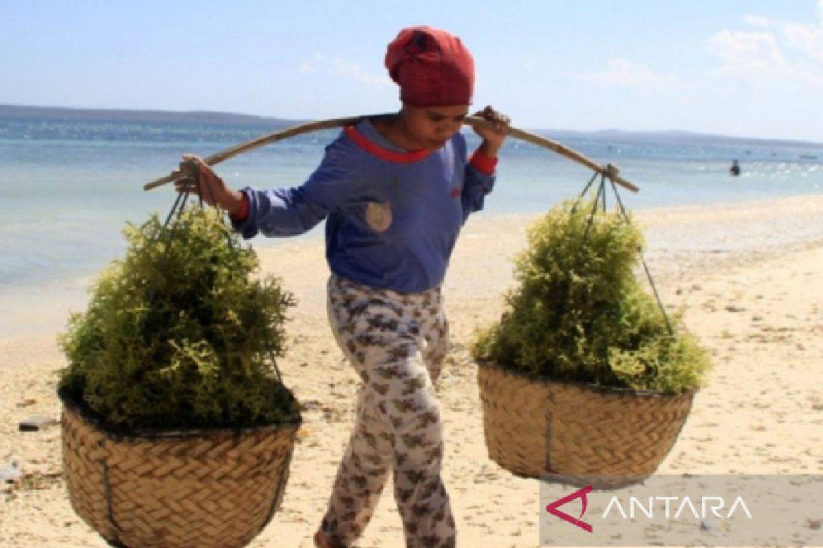 NTT larang perusahaan kirim rumput laut kering keluar daerah