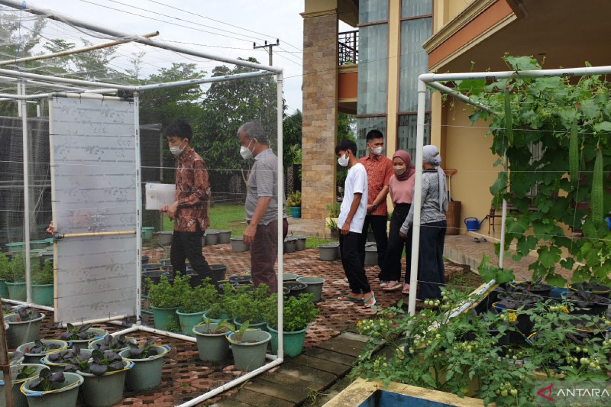 Optimalisasi pola "3 in 1" siasati keterbatasan lahan pertanian