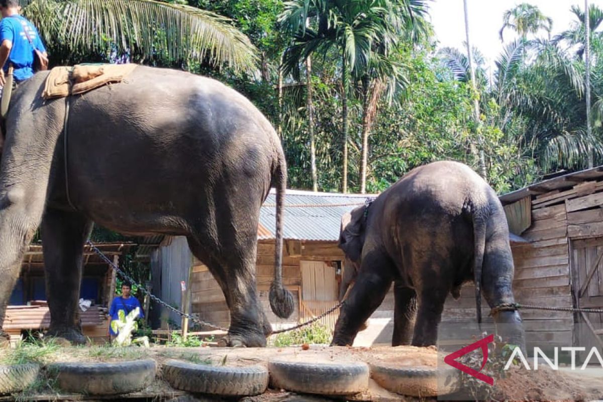 Dua gajah liar di Kuala Cinaku dievakuasi tim gabungan