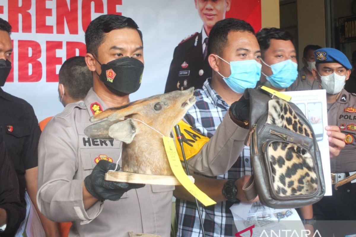 Perajin Jember dipasok satwa langka Sumatera diawetkan, polisi baru tangkap satu pelakunya