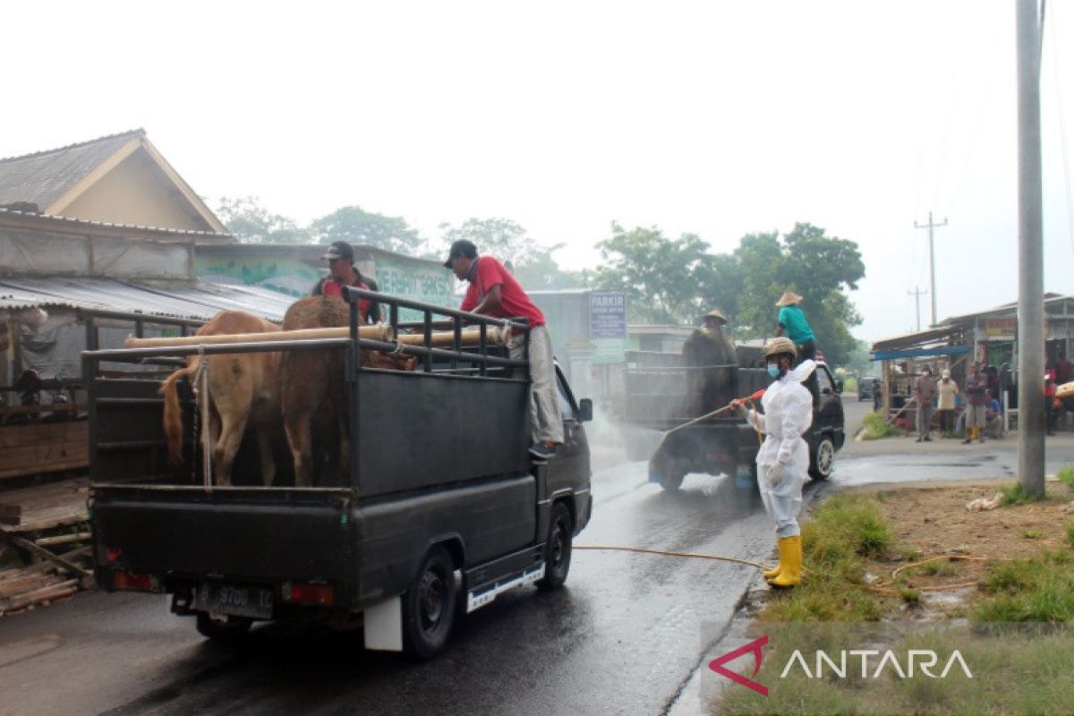 PMI Boyolali lakukan penyemprotan disinfektan di pasar hewan cegah  PMK