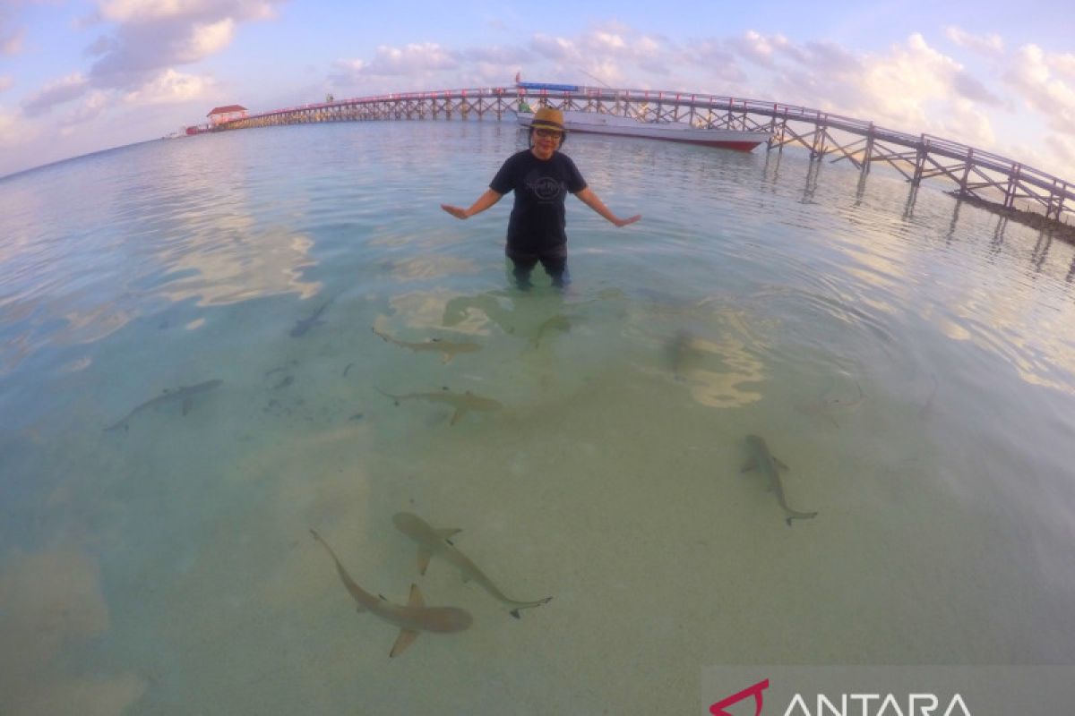 Pulau Tinabo dengan bayi hiu jualan baru wisata Kepulauan Selayar