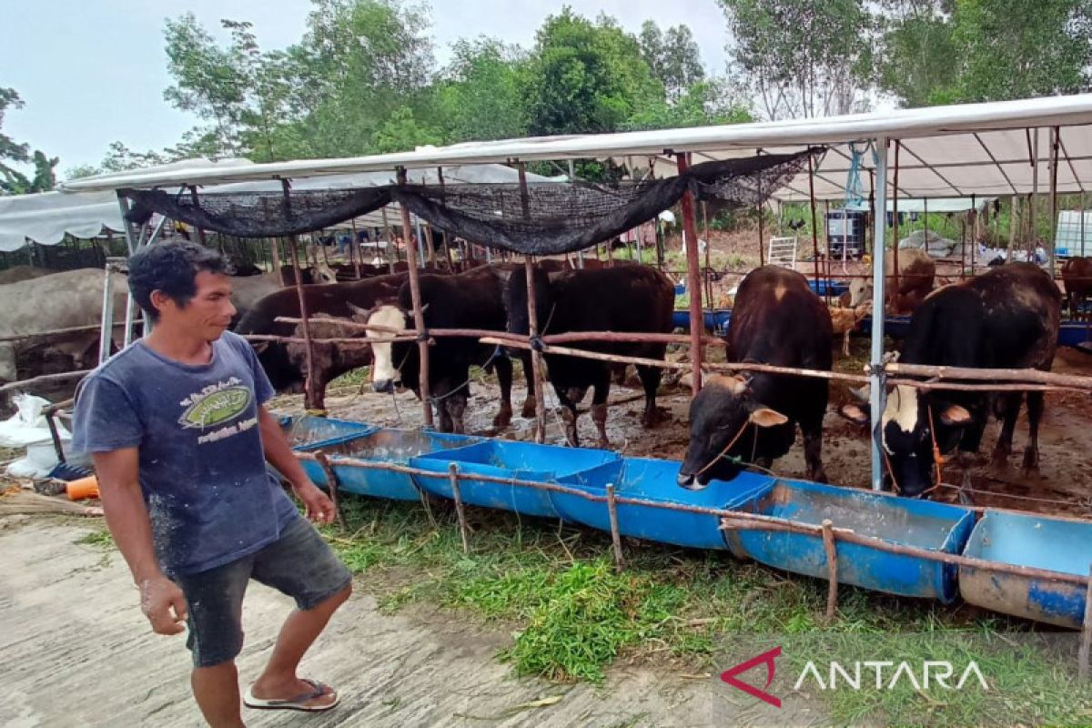 Pemprov pastikan kebutuhan hewan kurban di Kalteng terpenuhi