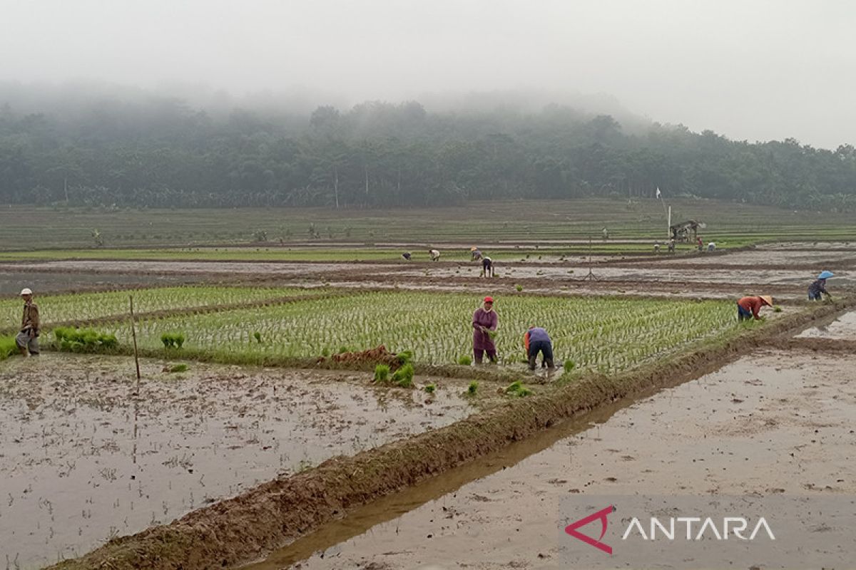 Banyumas optimistis anomali cuaca tidak pengaruhi tanaman  pangan