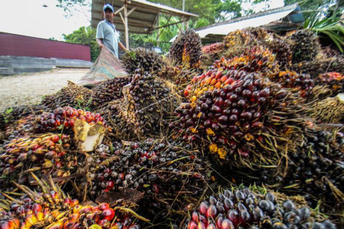 BRIN membuat larutan pelapis buah berbahan produk turunan kelapa sawit