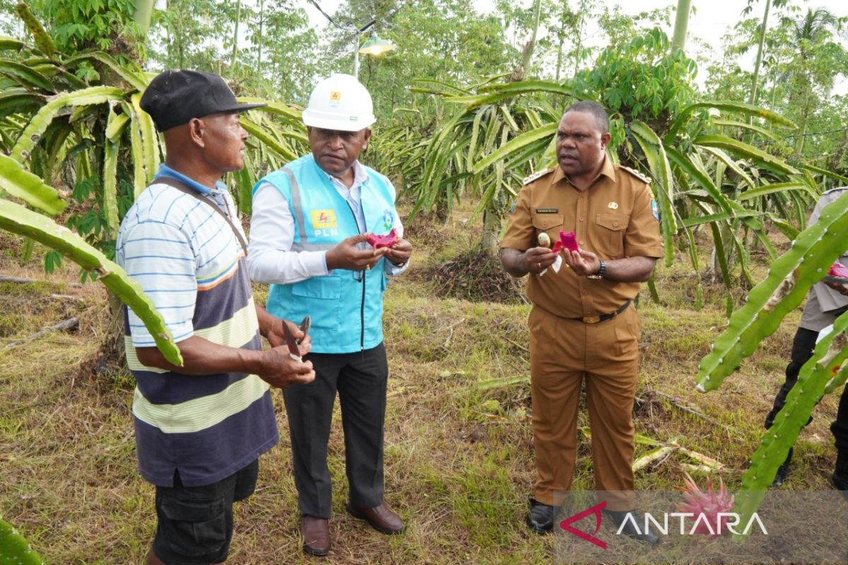 PLN dukung pengembangan agrowisata "Petik Buah Naga" Manokwari