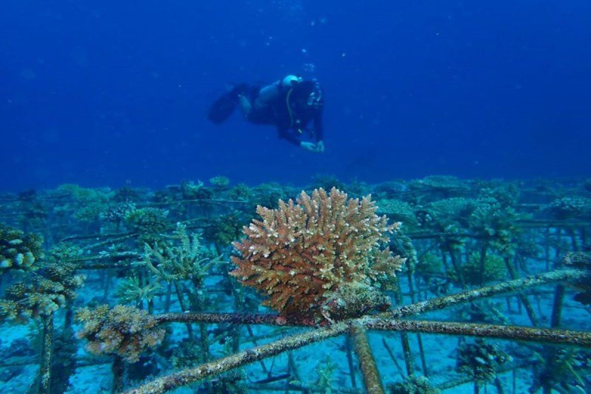 BRIN bangun pos penelitian  di Tanam Nasional Kepulauan Togean