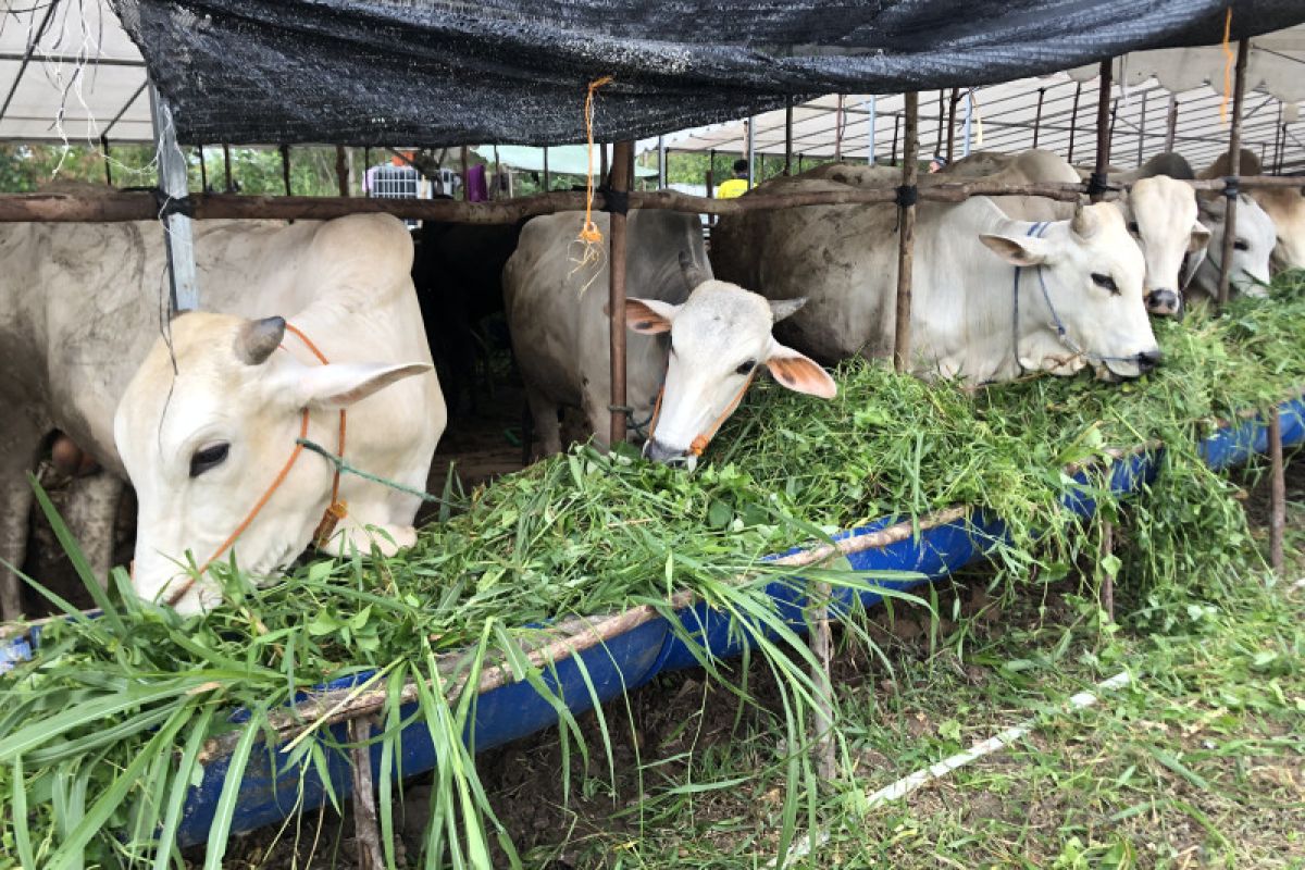 TPID Kepri ingatkan risiko inflasi kenaikan daging sapi jelang Idul Adha