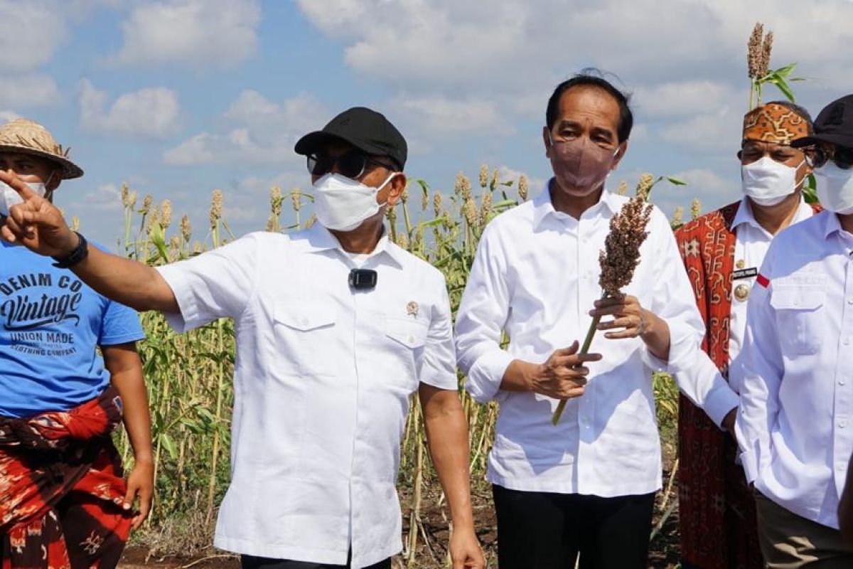 Moeldoko: Sorghum safe, healthy alternative food