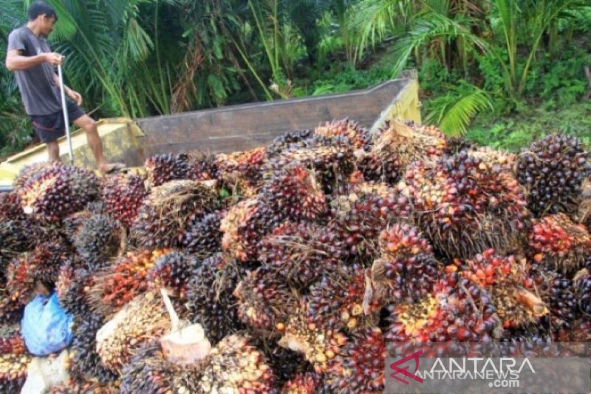 Harga TBS sawit turun hingga Rp200/kilogram