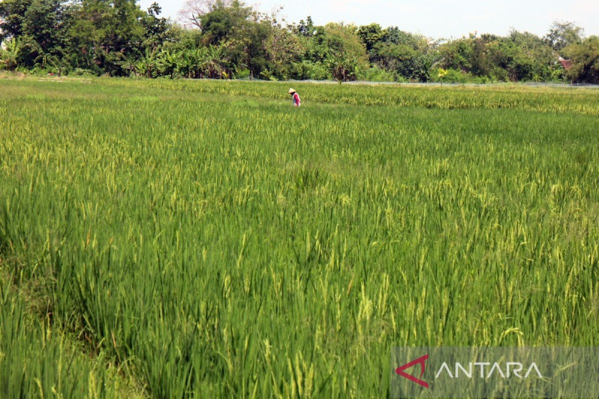 Pemkab Boyolali perketat alih fungsi lahan untuk tingkatkan produksi pangan