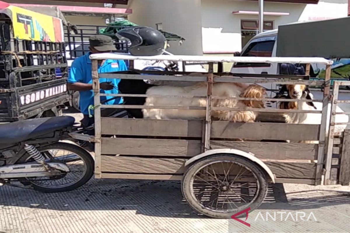 Nekat jualan di pasar hewan, Pemkab Kudus segera siapkan penertiban