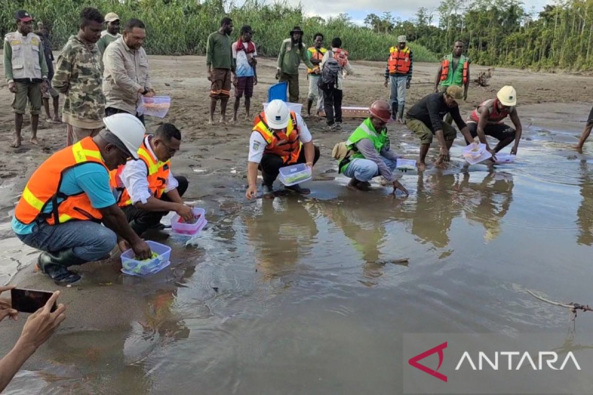 161 labi-labi moncong babi dan dua kasuari dilepas ke hutan adat Timika