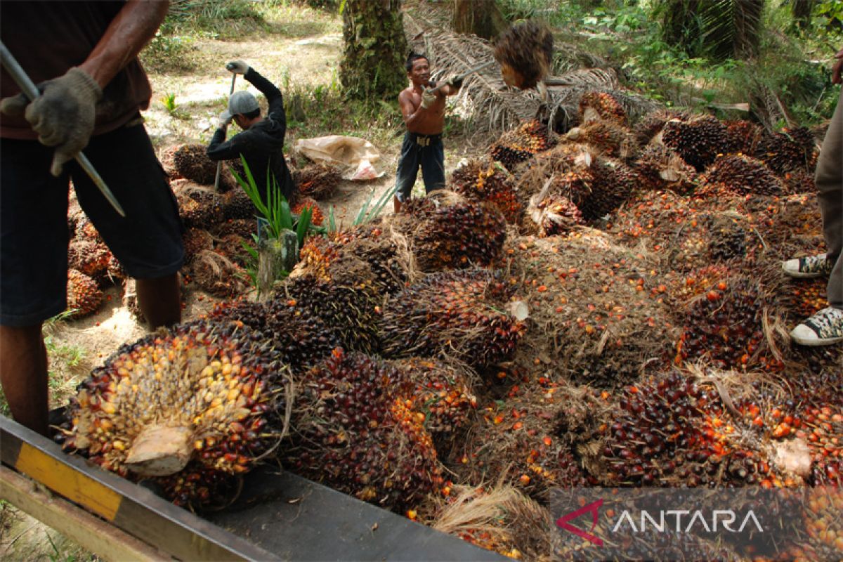 Harga CPO naik menjadi 750 dolar AS per metrik ton