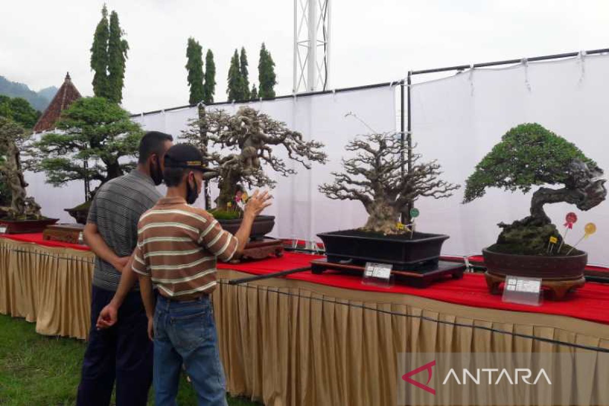 808 peserta ikut Pameran-Kontes Bonsai Nasional di Borobudur