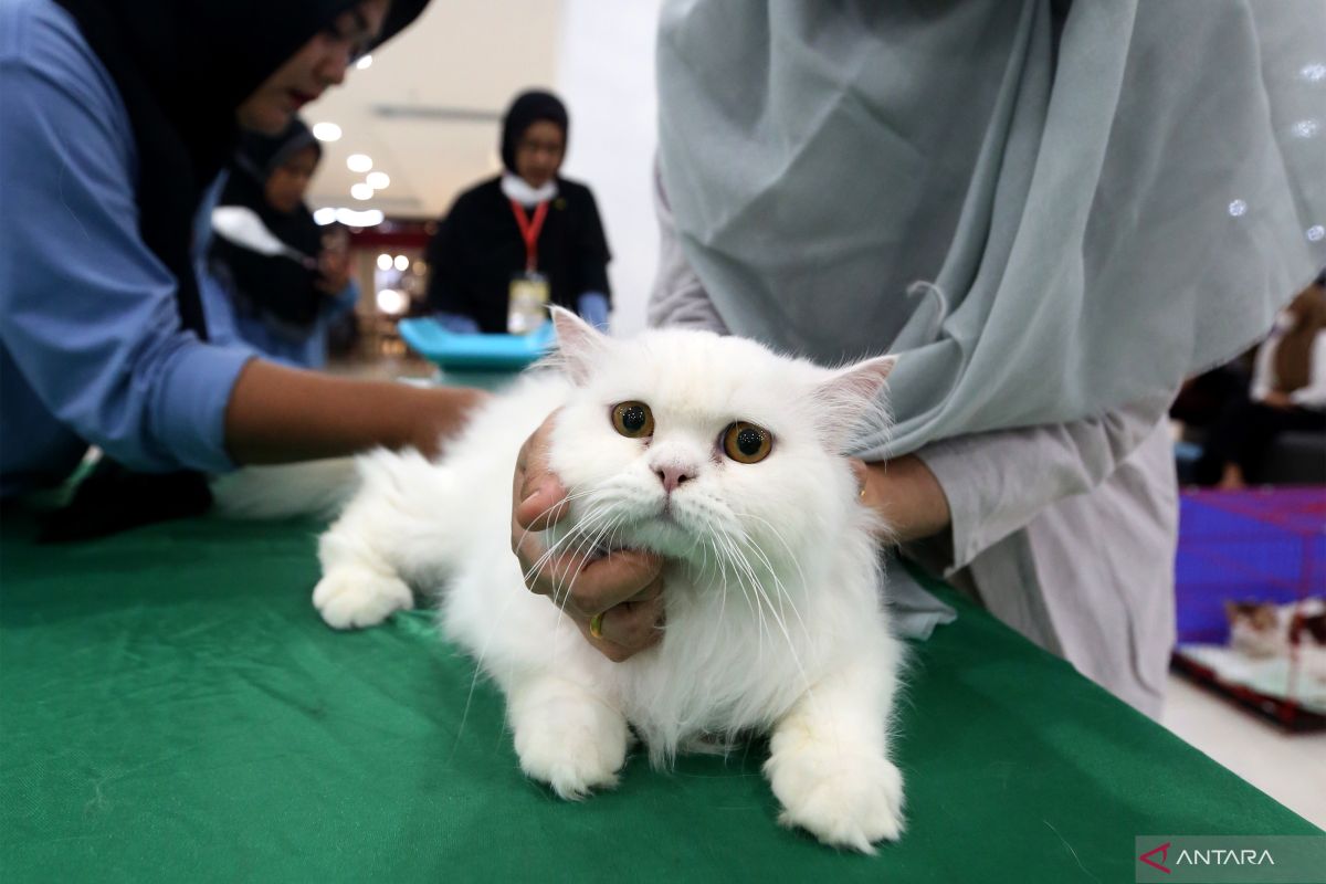 Merawat kucing, mulai dari bulu panjang hingga kucing rumahan