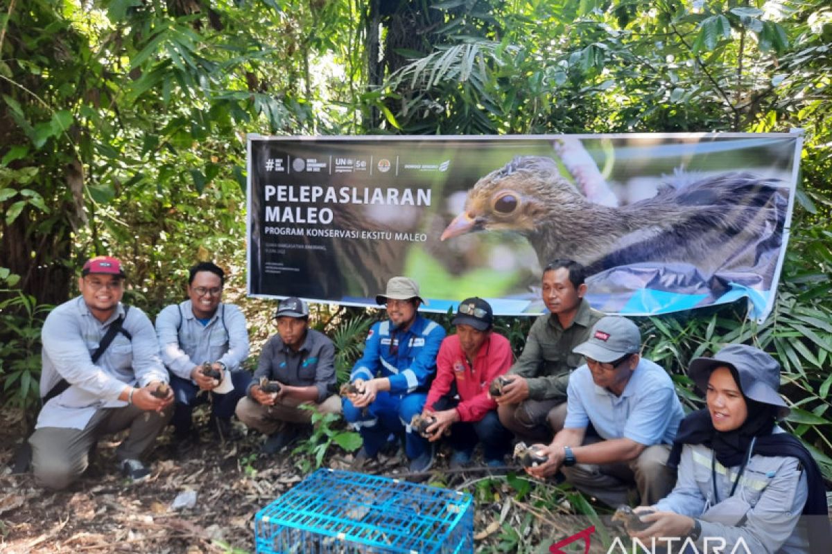 Kisah Yusran, Lestarikan Burung Maleo Secara Mandiri di Banggai