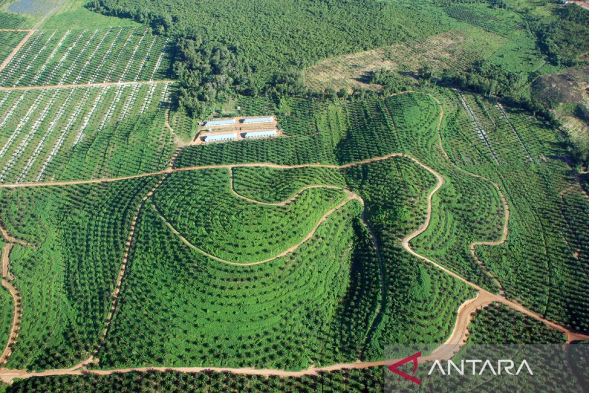 Petani sawit perlu pahami sertifikasi berkelanjutan adalah multiguna