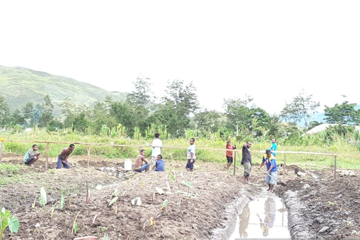 Gotong royong dalam tatanan adat pegunungan Papua