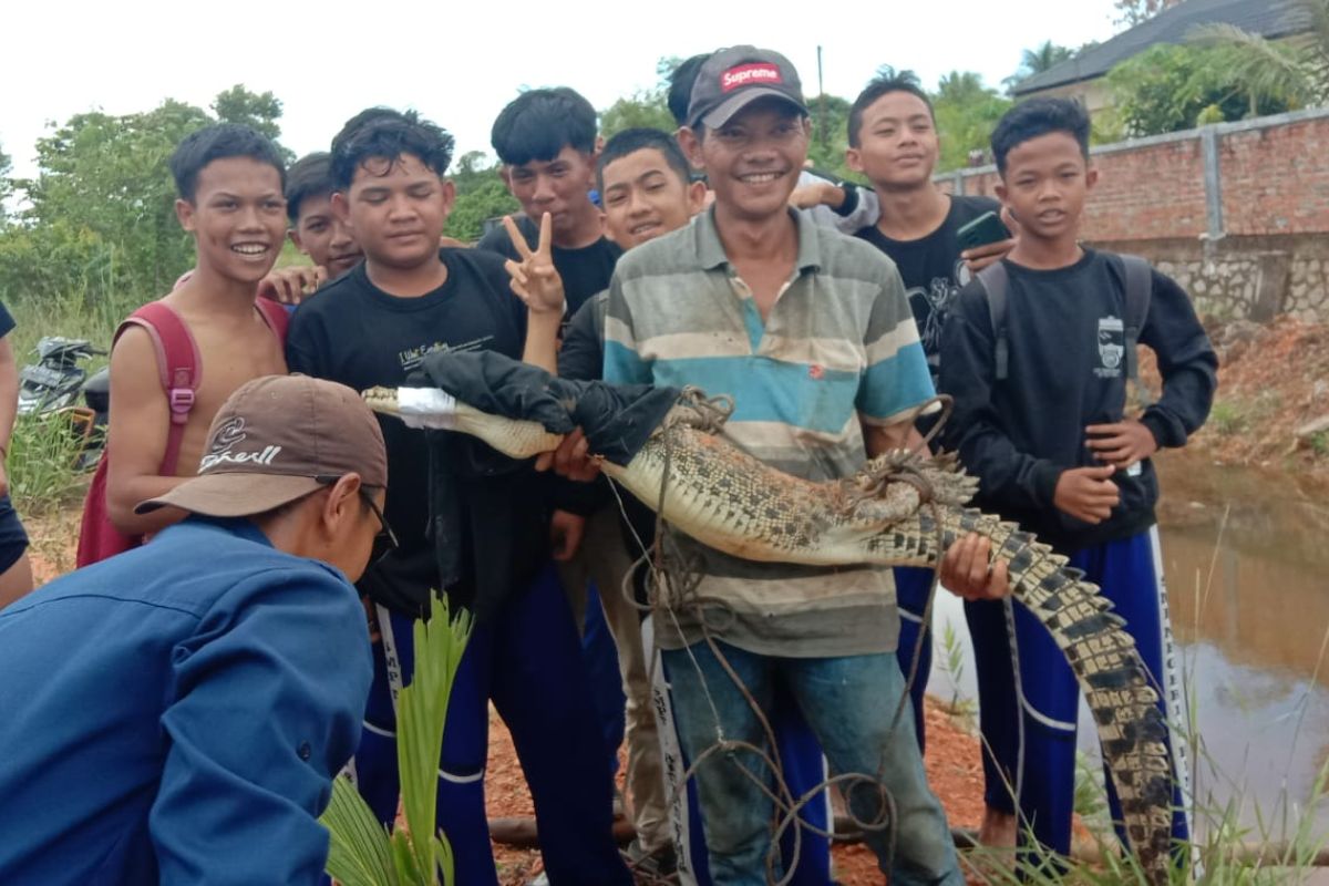 Warga Bintan tangkap buaya yang terjerat pancing