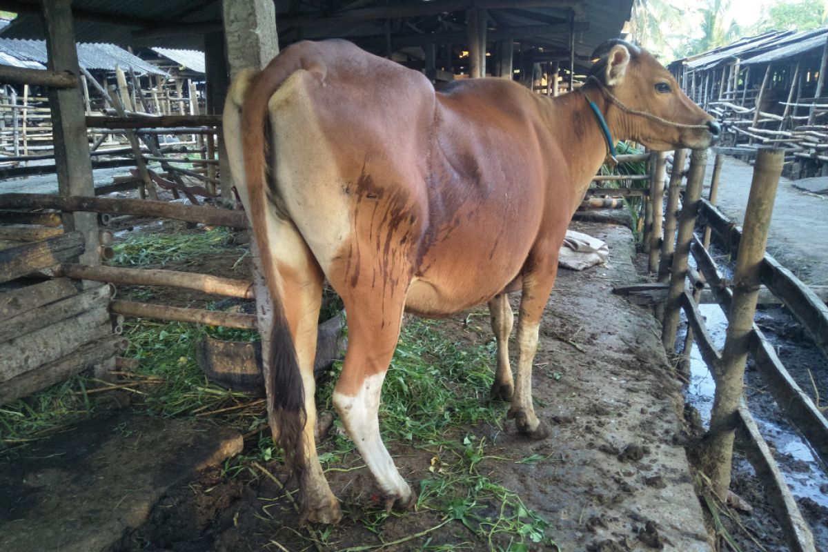 Wabah PMK, obat ternak di Lombok Tengah langka