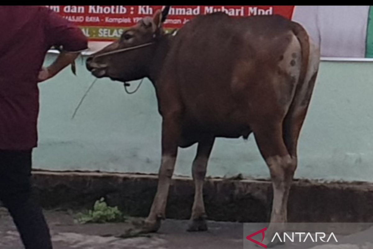 Sumsel keluarkan surat keterangan sehat hewan kurban