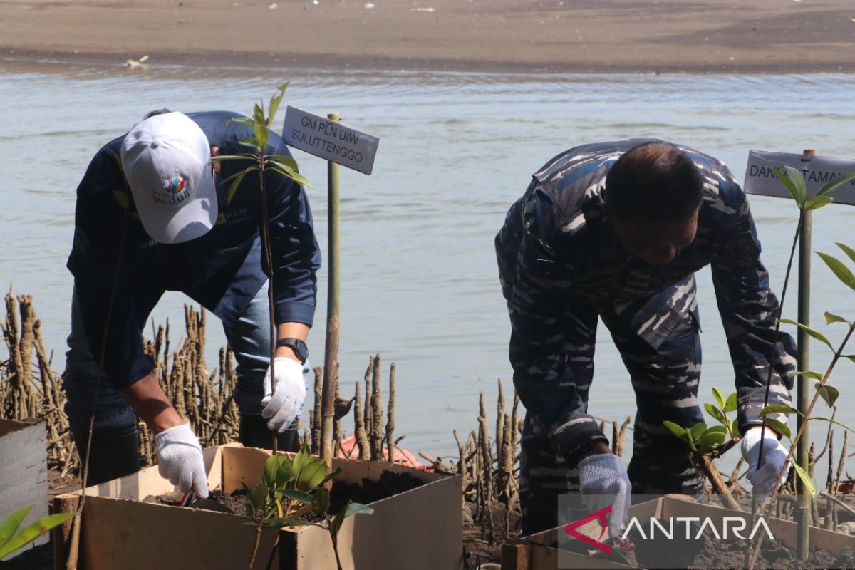 PLN UIW Suluttenggo dan TNI AL lakukan penanaman mangrove