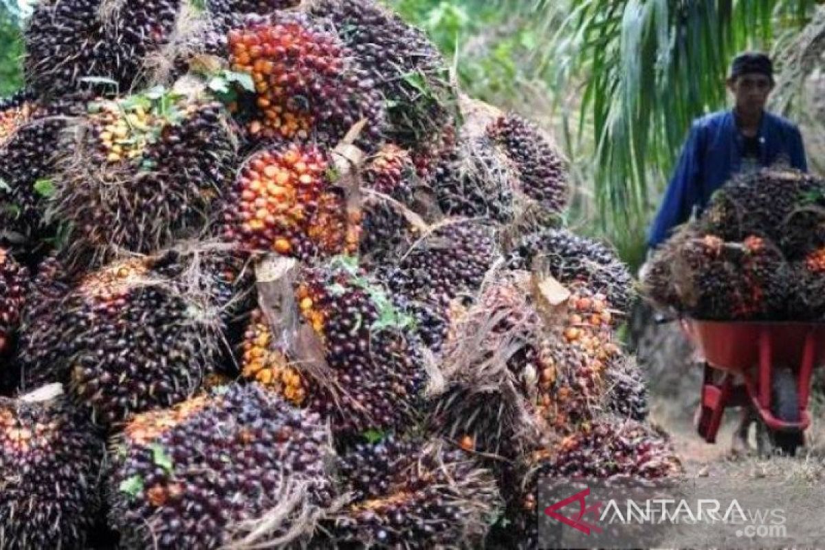 Harga sawit naik tipis Rp6,04/kg