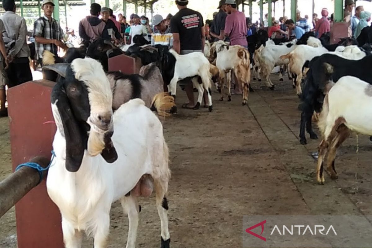 Pedagang kambing diizinkan berjualan di pasar hewan Kudus