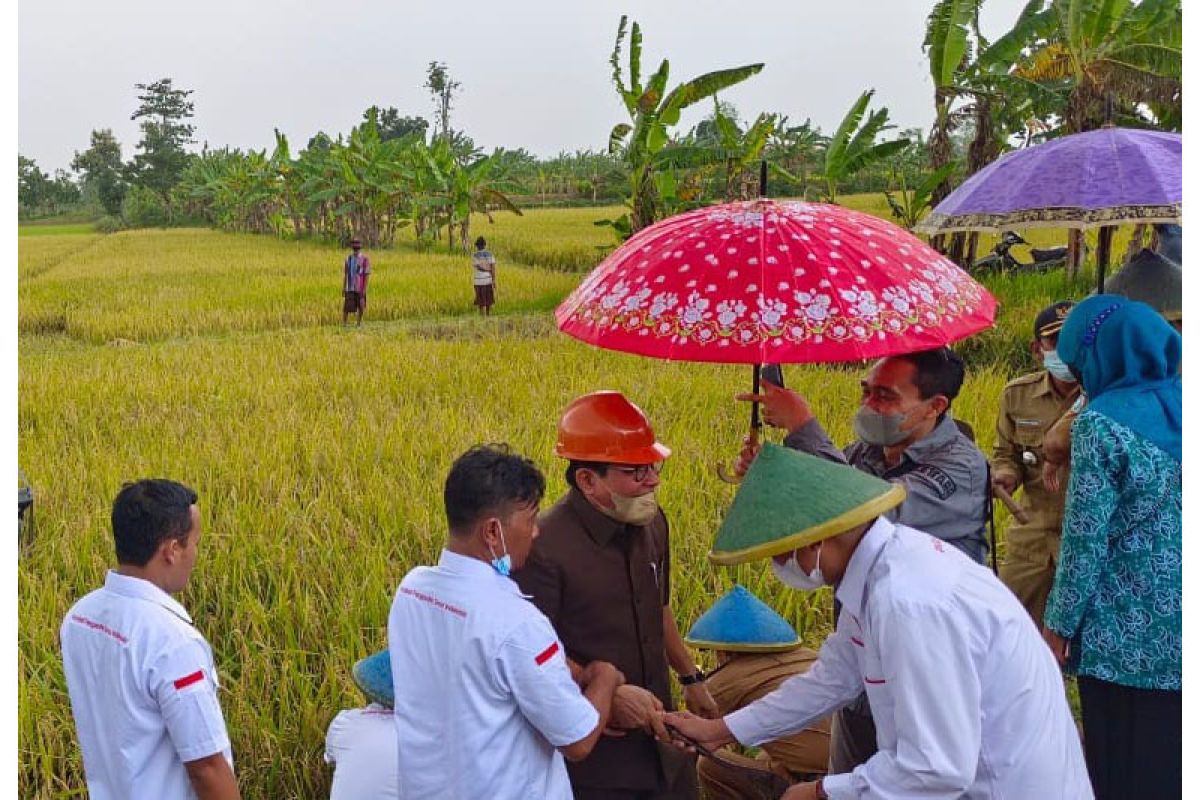 Kemajuan teknologi, sewa lahan sawah kini cukup dengan beli token NFT