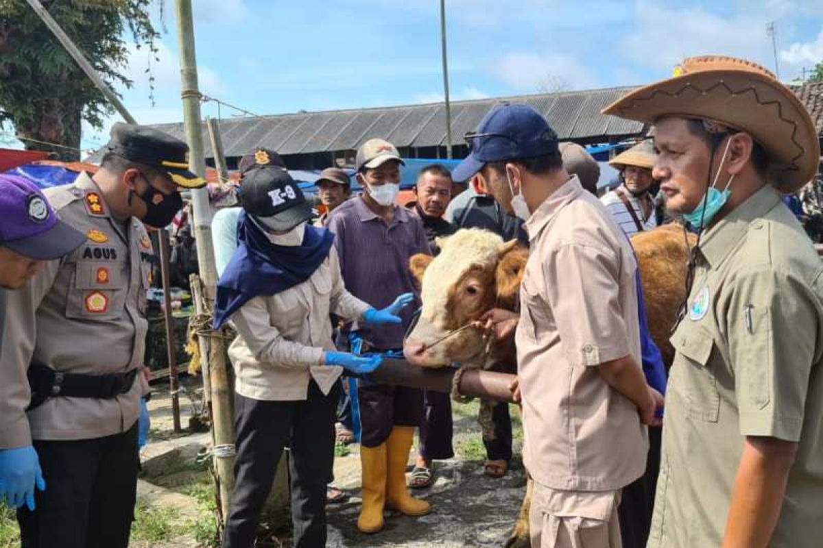 Persediaan hewan kurban di Temanggung cukup