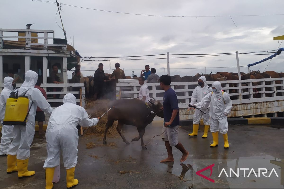 Sapi dari Lampung Tengah dikarantina 3 hari guna pastikan bebas PMK